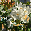 纸白洋水仙/圣诞快乐呦小盆友们