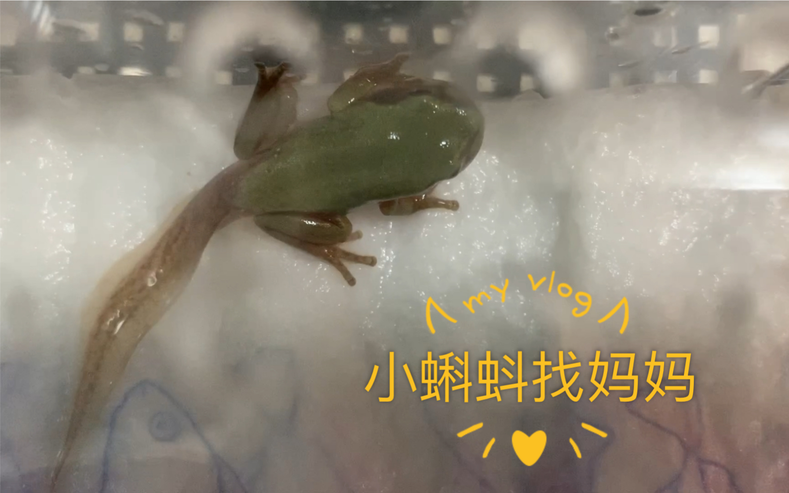 老爷树蛙从蝌蚪开始带的老爷终于开始上岸了