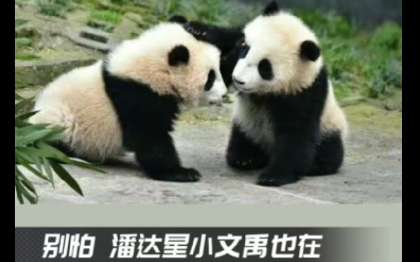大熊猫宝新确认已去世，去世前最后一天出外场视频显示已经身体不适。