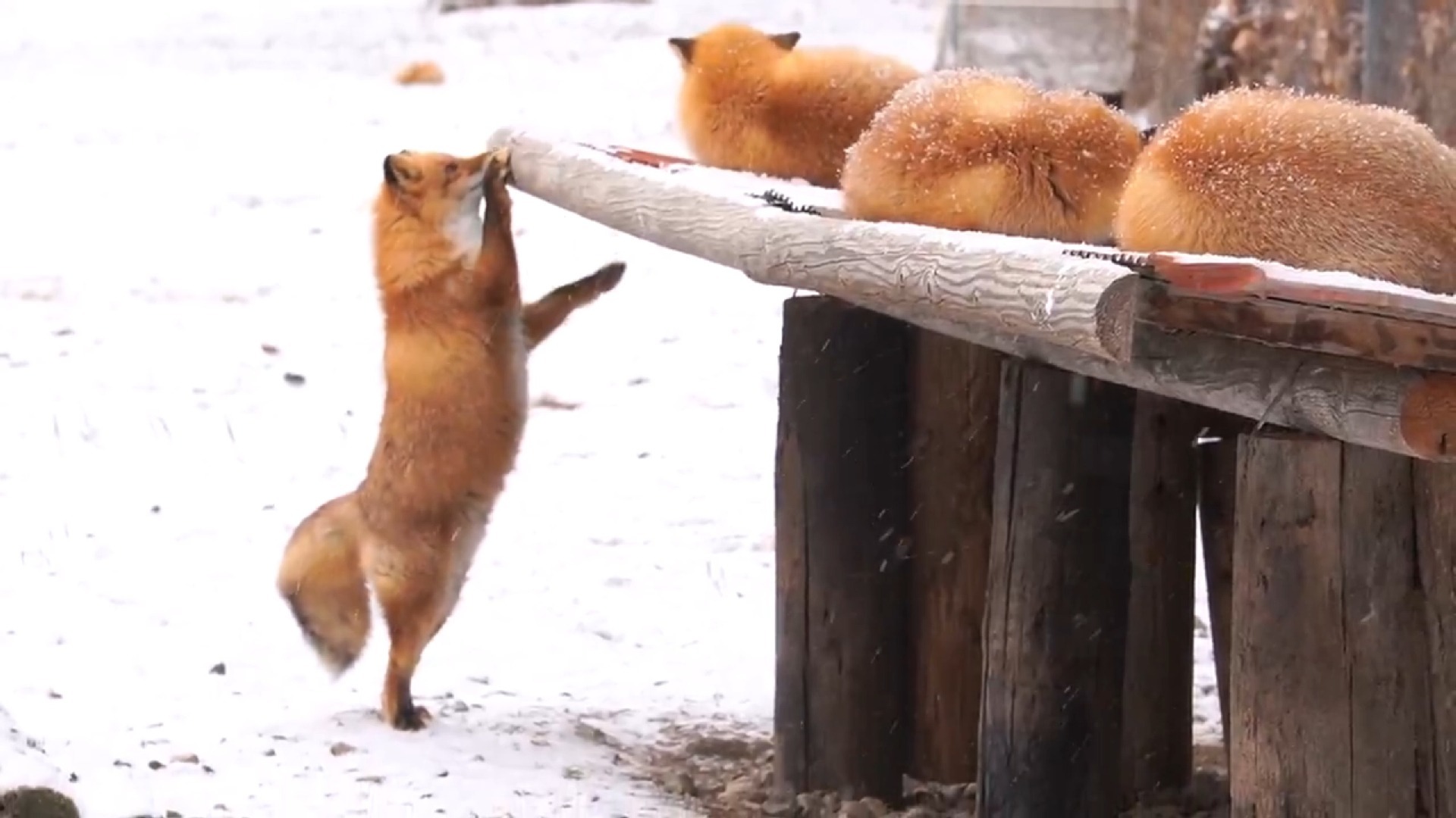 无处搭放的小手手 ©pad_foxy