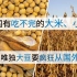 中国有吃不完的大米、小麦，为什么唯独大豆要疯狂从国外买？！