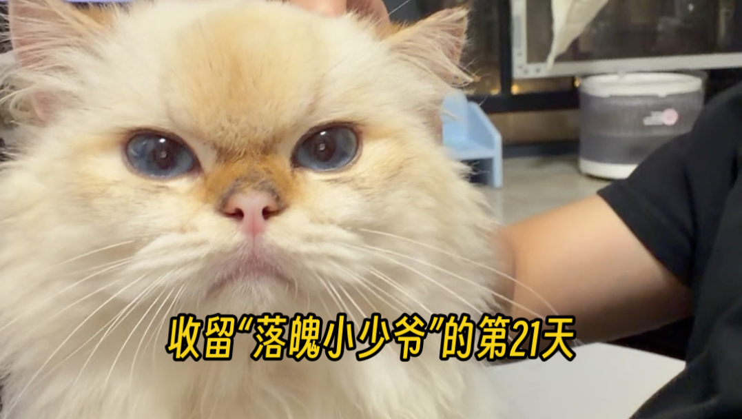收留“落魄小少爷”的第21天
