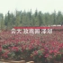 【风景】云南大学春季风光 玫瑰园与泽湖周边