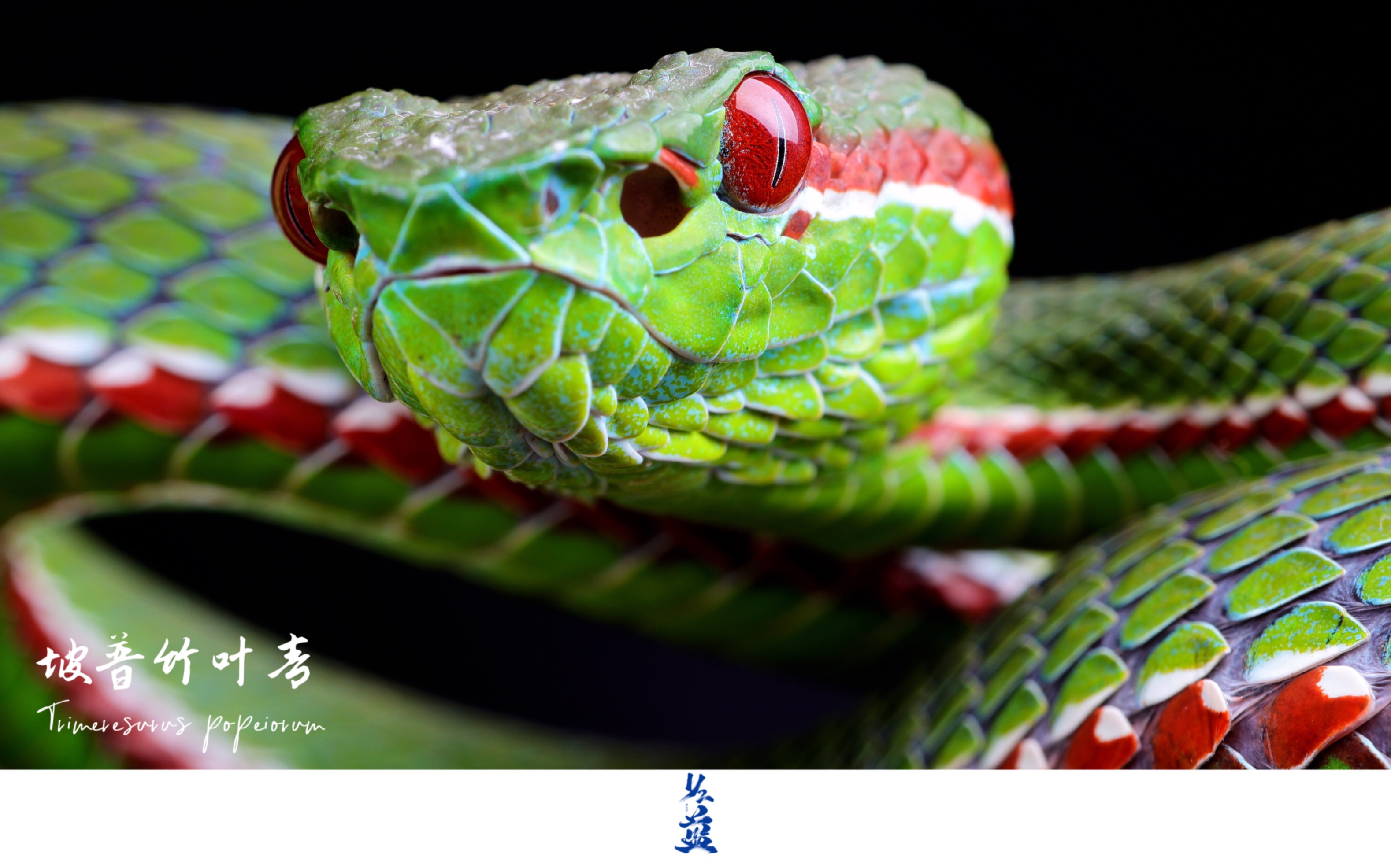 「微距-蛇之美」：坡普竹叶青 Trimeresurus popeiorum 摄影