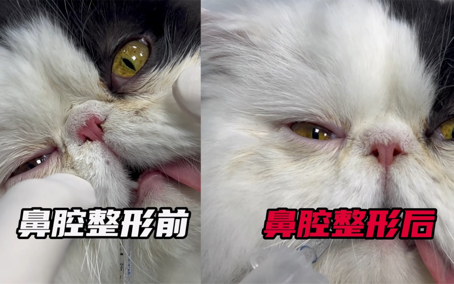 猫咪整容   扩 鼻  孔