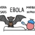 【MinuteEarth】为什么蝙蝠向人类传染如此多病毒，如埃博拉病毒？