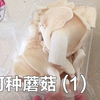 家庭环境如何种蘑菇教程1 切片培养 （平菇/鲍鱼菇/oyster mushroom