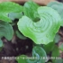 【镇园植宝】中国科学院武汉植物园“镇园植宝”——荷叶铁线蕨