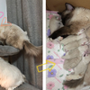 布偶猫|手套色X双色|刚出生一周的布偶猫是什么样|7只小天使的成长日记