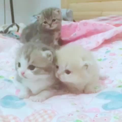 小猫要吃多少,自己吃饱了,会不会停下不吃,还是