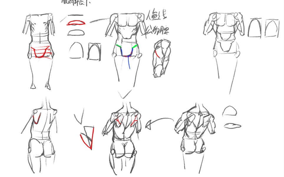 【干货】人体躯干表现技巧及要点1