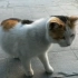 华南理工的猫猫：你们放假了我吃啥啊？谁给我开门啊？好冷啊？？？