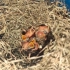 村里婆婆割草发现的鸟蛋孵出来比指甲盖还小的小鸟出生的第2天！