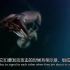『动物奇观』美洲大赤鱿成群结队猎杀觅食