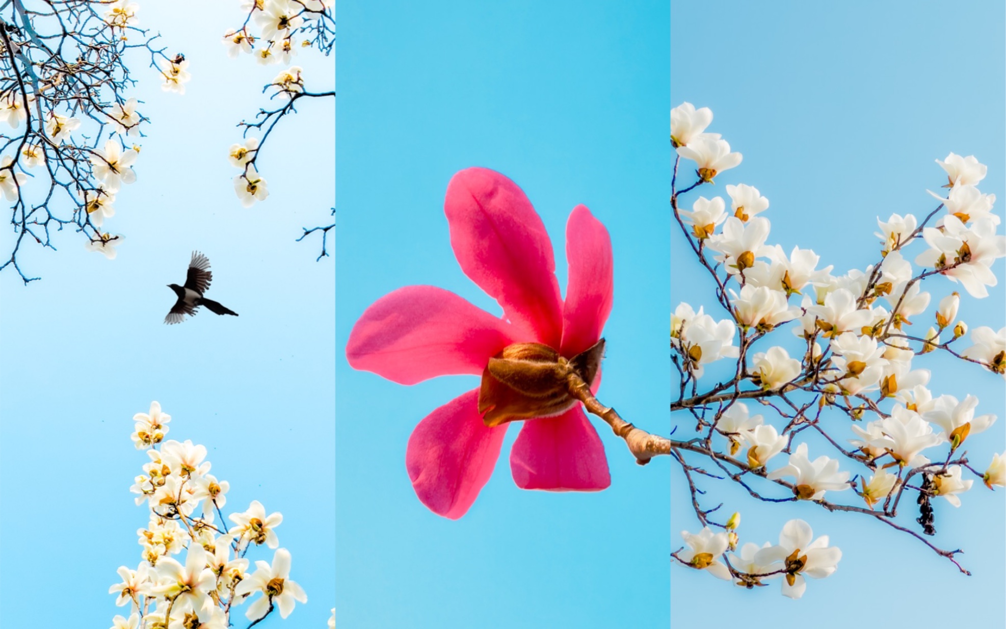 【拍照教程】春天的玉兰花怎么拍更高级，四个构图思路
