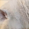 【宠物智能喂食器推荐】Meoof 视频监控+32G存储猫狗自动投喂机｜定时定量｜高清摄像｜远程查看｜安全防卡粮