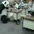【万恶之源】熊猫摔电脑表情包来源，永远不要对熊猫说不！