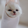猫猫虫结的蛹，等了一个月终于有动静了