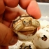 【幼体婴儿龟】婴儿龟刚出壳就被萌化了 -原版超清1080P