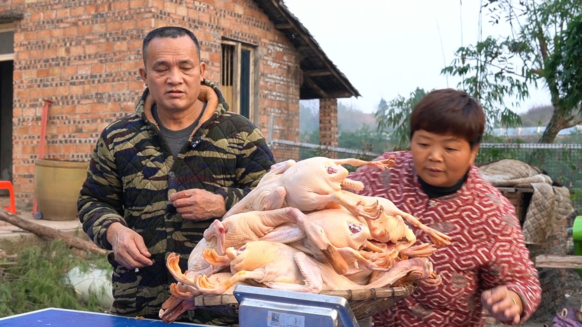 今年鸭子长得又肥又壮，超妈杀几只做板鸭，免得到时候被霍霍完了