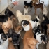 个人三年救助150只流浪狗，150只狗狗太难吃了。唉