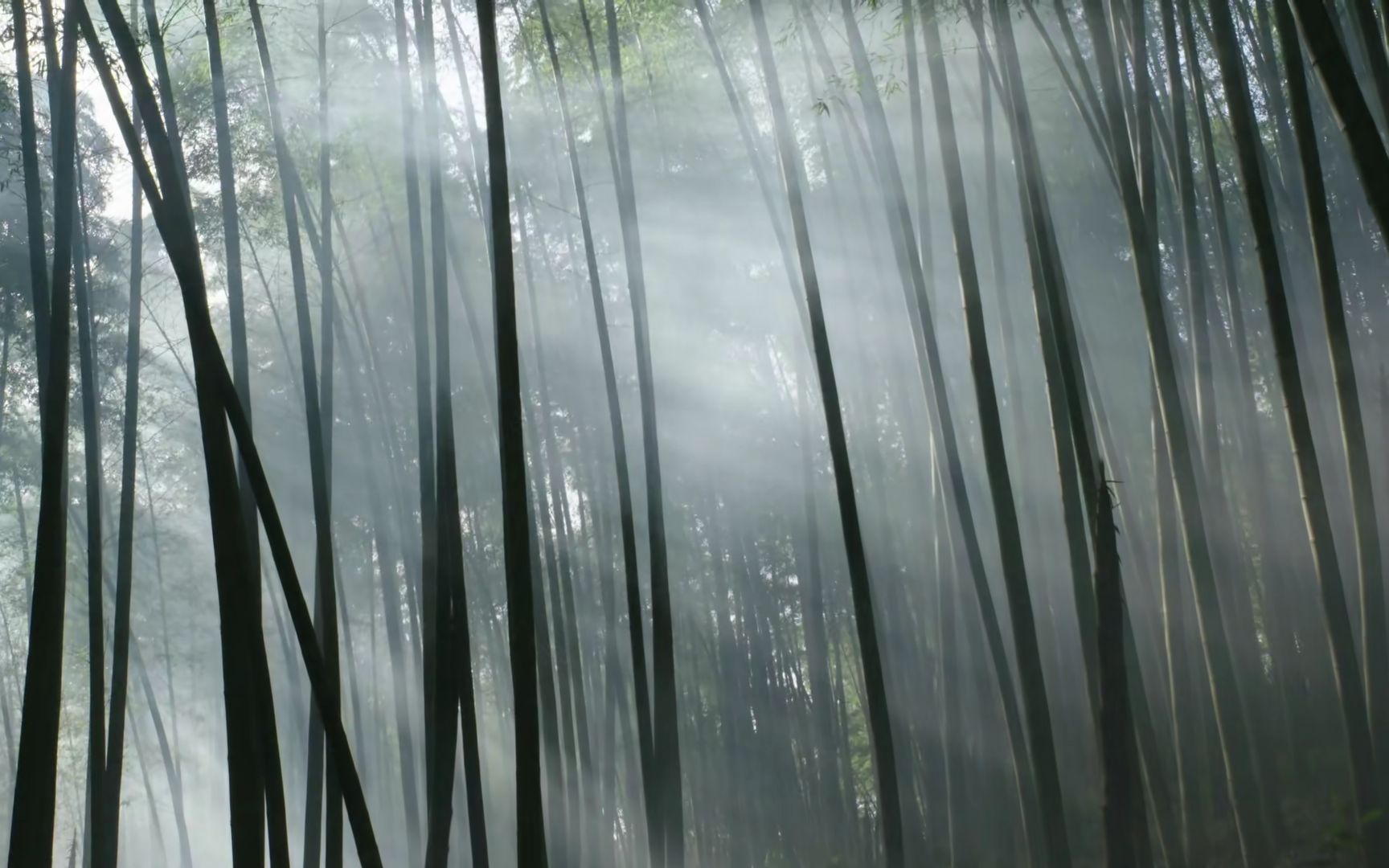 影响世界的中国植物 竹子