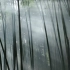 影响世界的中国植物 竹子