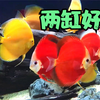 发现两缸好鱼，热带鱼很受宠，这两种观赏鱼更是吸引眼球