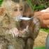 国外小伙给两只小猴子喂牛奶，它们又哭又饿