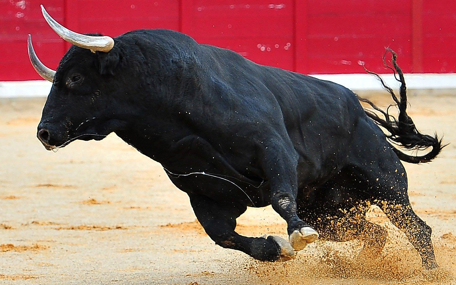 西班牙圣伊西德罗斗牛节 斗牛士遇上蛮力公牛（组图）-新华网