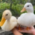 原来上万元的柯尔鸭和普通的鸭子差别这么大，看完你觉得这鸭子值那么多钱吗？