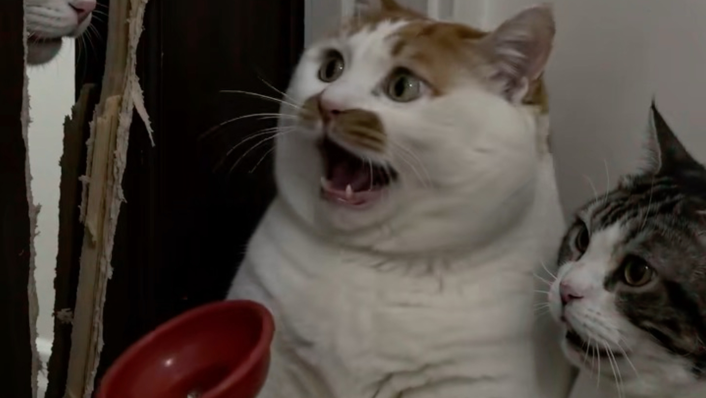 别让小猫拍这些