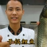 厨师长教你：“干锅鲤鱼”的正宗做法，肉质鲜美，好吃得停不下来