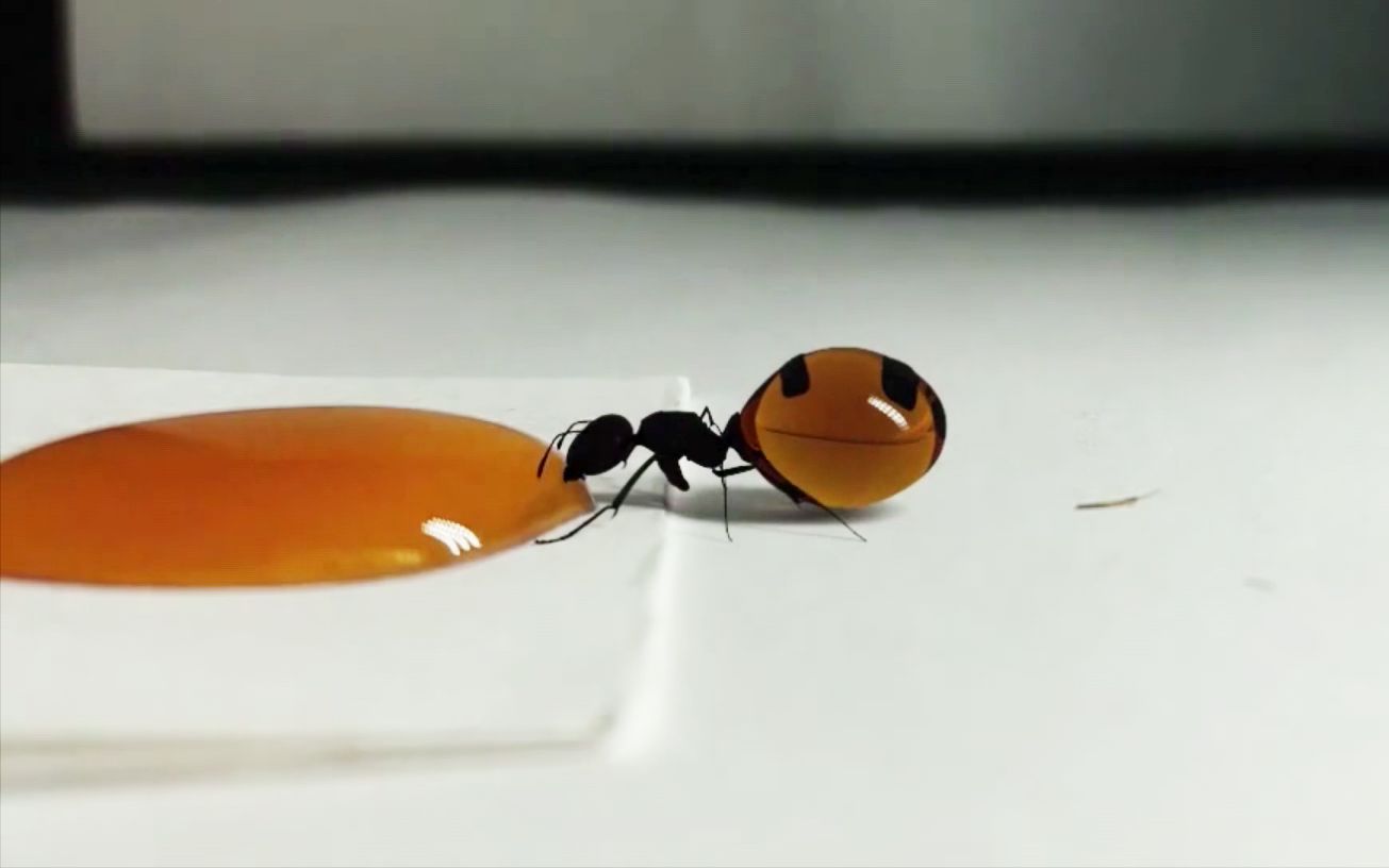 这只吃货蚂蚁一口气吃爆肚皮，简直是蚂蚁中的战斗机啊！