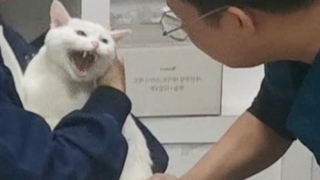 我的猫在医院哈气了