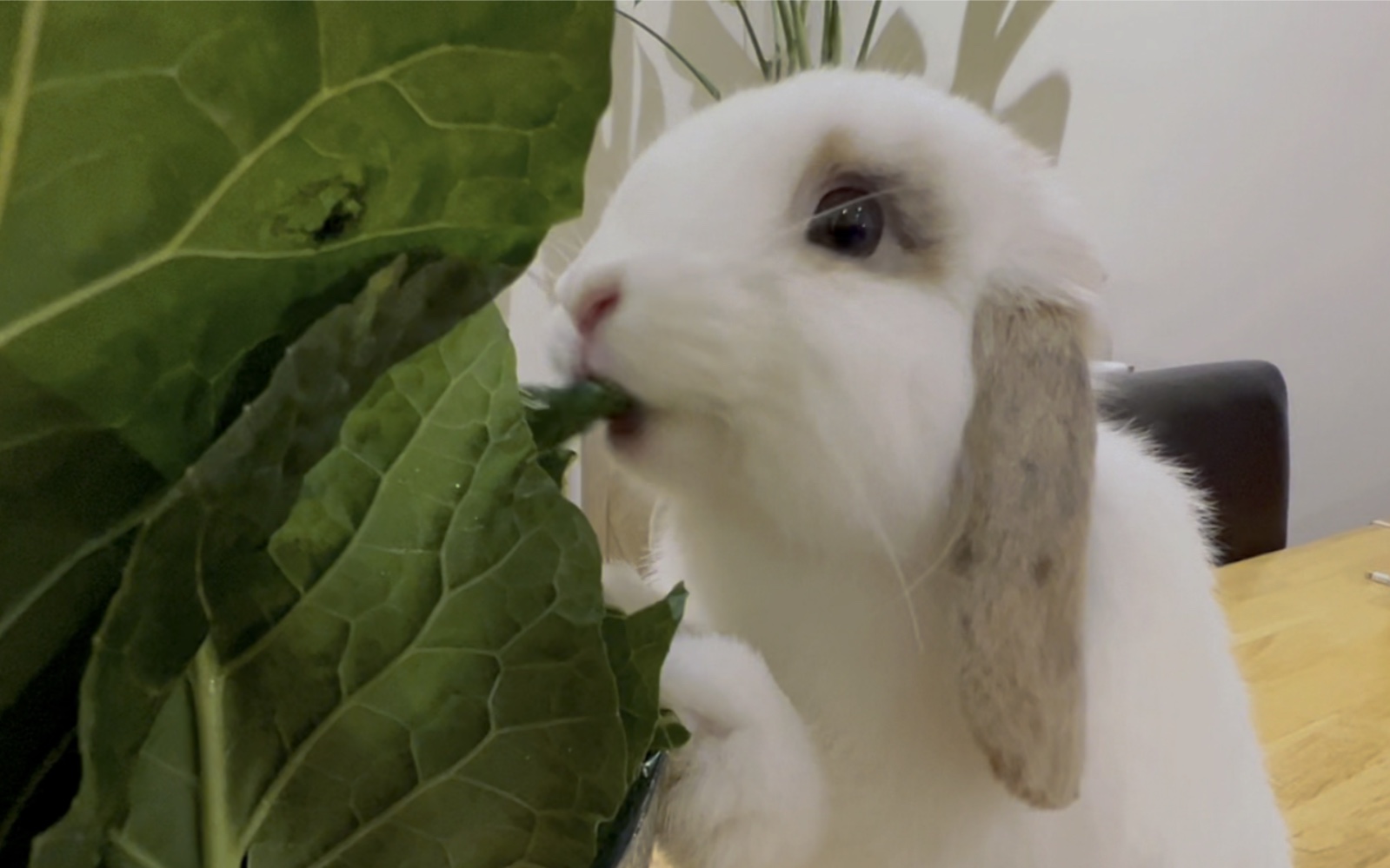 【兔兔愛呷菜】萵苣蔬菜 | 順月農園
