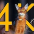 【4K高帧率】感受阿比西尼亚猫的野性之美
