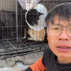 带着狗肉车上救下了两只狗去做绝育手术，他们太害怕了一摸就咬人