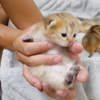 小猫在被妈妈舔过后乖乖躺下的样子真是可爱