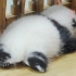大熊猫睡觉有多可爱？也就看了亿遍吧！