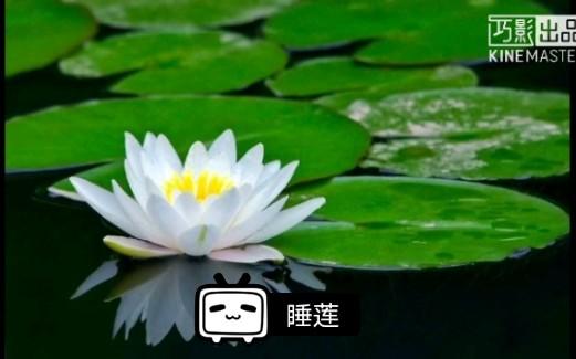 儿童画睡莲 哔哩哔哩 つロ干杯 Bilibili