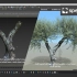 SpeedTree.8.4.0 3D扫描树模型+完整建模教程