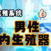 [微课视频]生殖系统-男性内生殖器