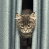 人今天钓了一只胖猫鱼