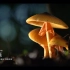 秘境寻踪·雨林-蘑菇