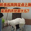我为什么拒绝教狗狗定点上厕所