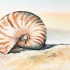 【水彩】水彩贝壳绘画教程，Maria Raczynska分享 | 搬运