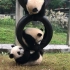 【熊猫团子】四小猪玩轮胎~