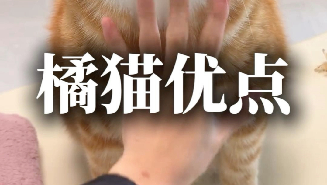 橘猫优点