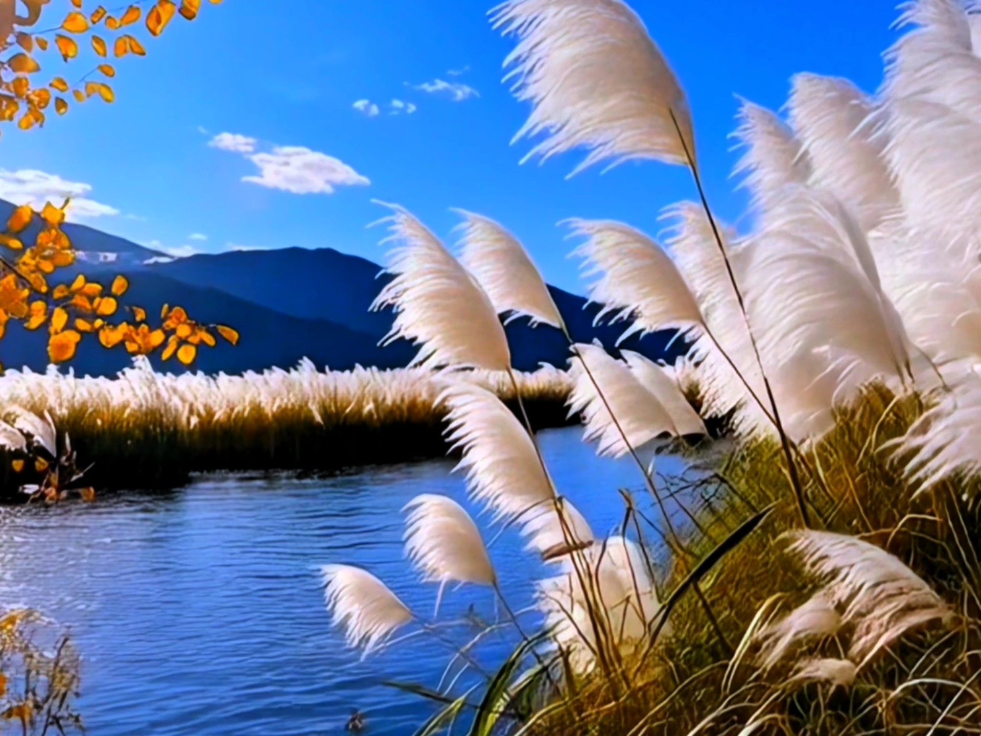 芦苇荡风景素材【无水印】